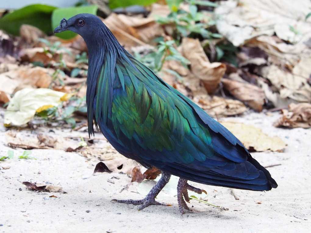 Nicobar Pigeon