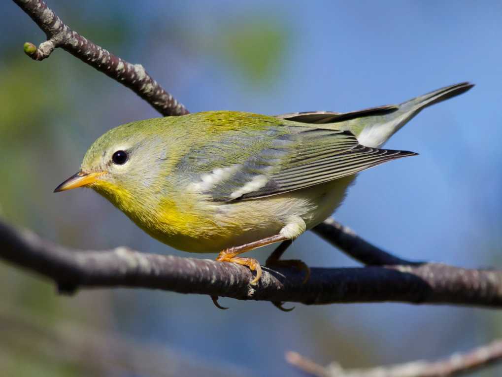 Northern Parula