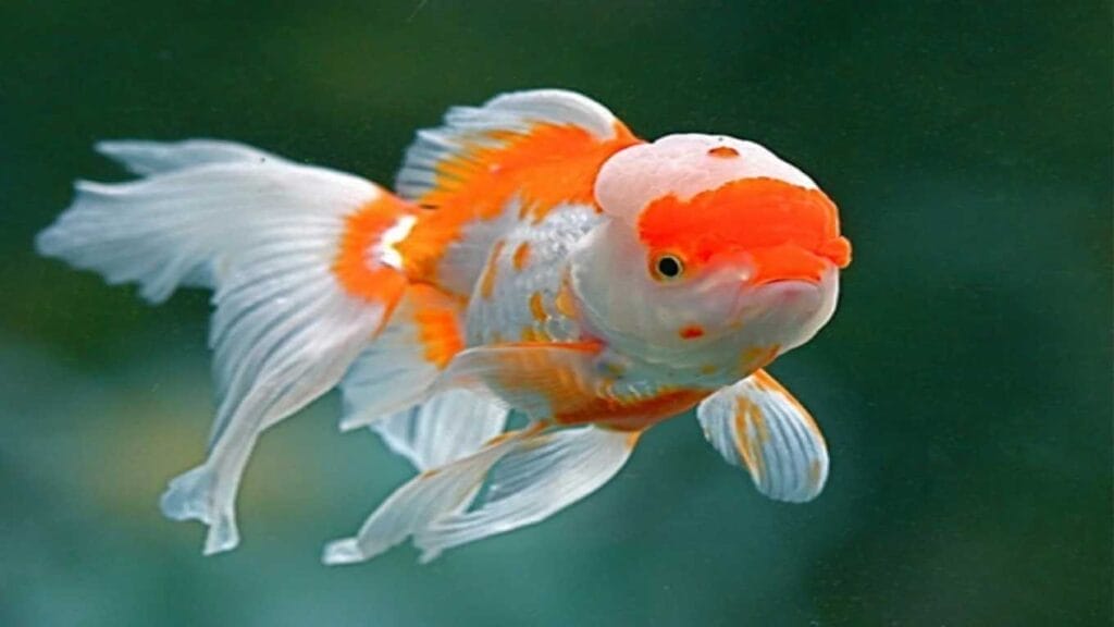 Oranda