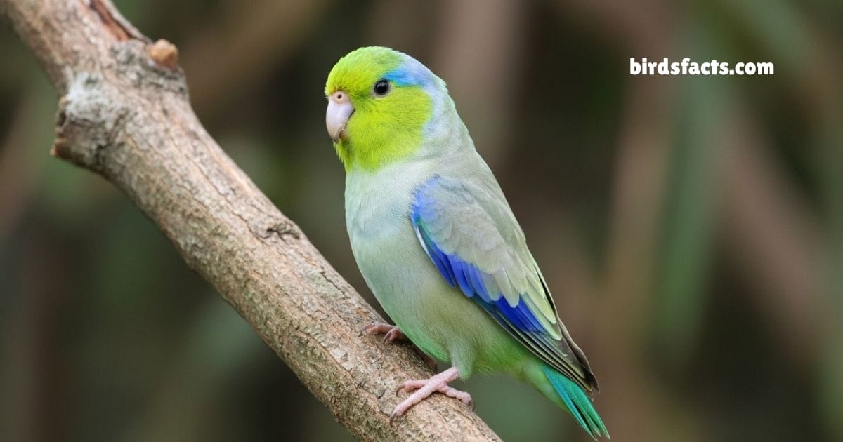 Pacific Parrotlet Perched On A Thin Branch With Bright Green Plumage And Vibrant Blue Markings On Wings