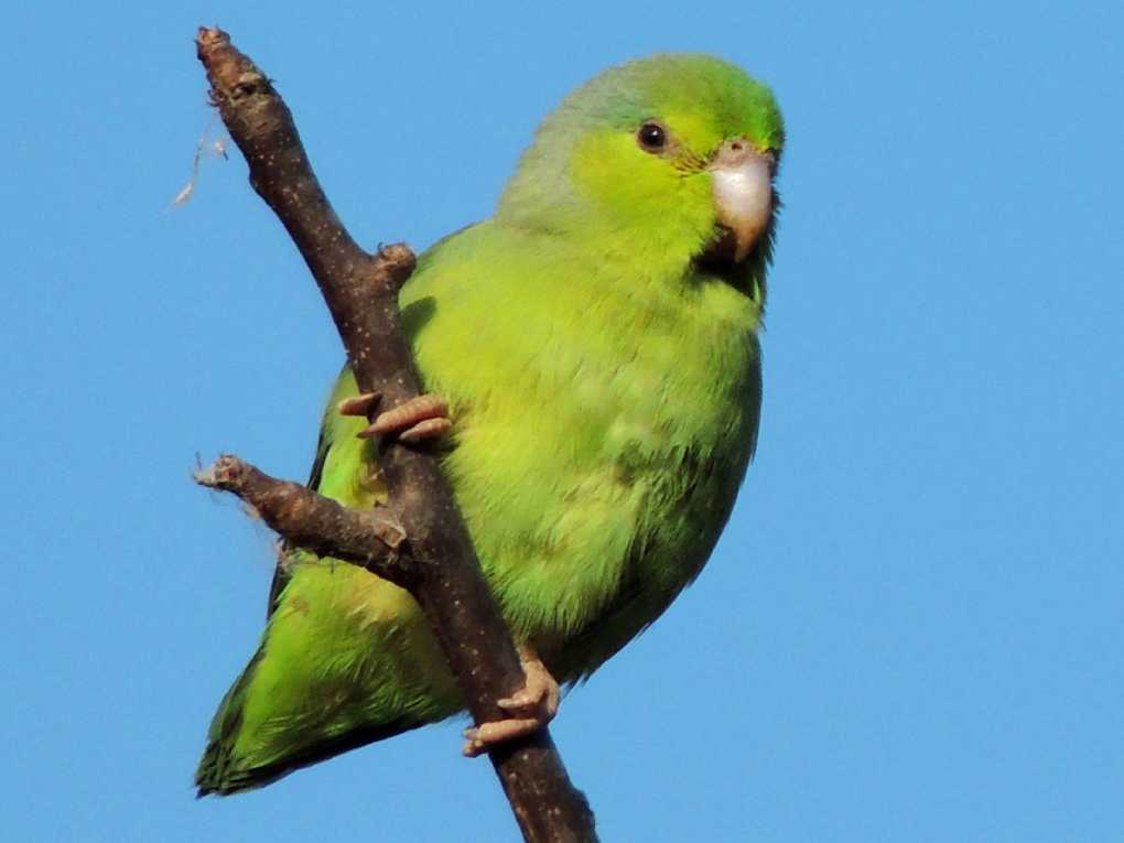 Pacific Parrotlet