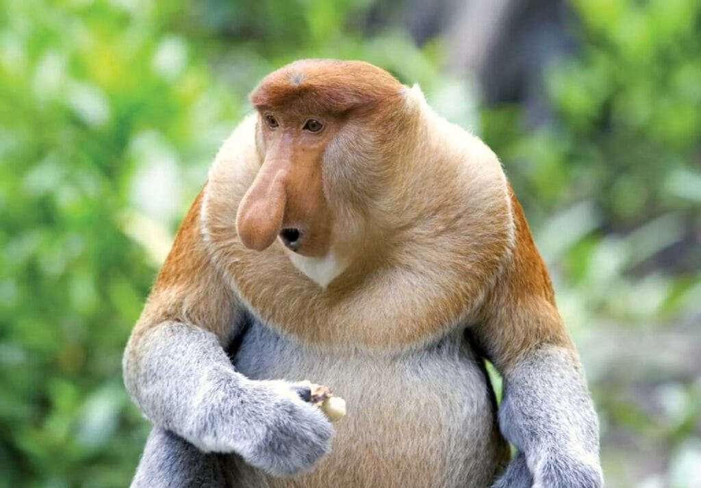 Proboscis Monkey