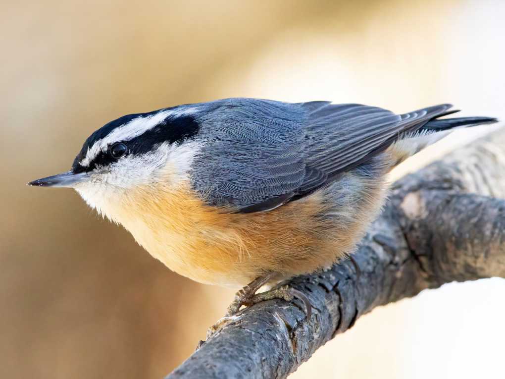 Red-breasted Nuthatch