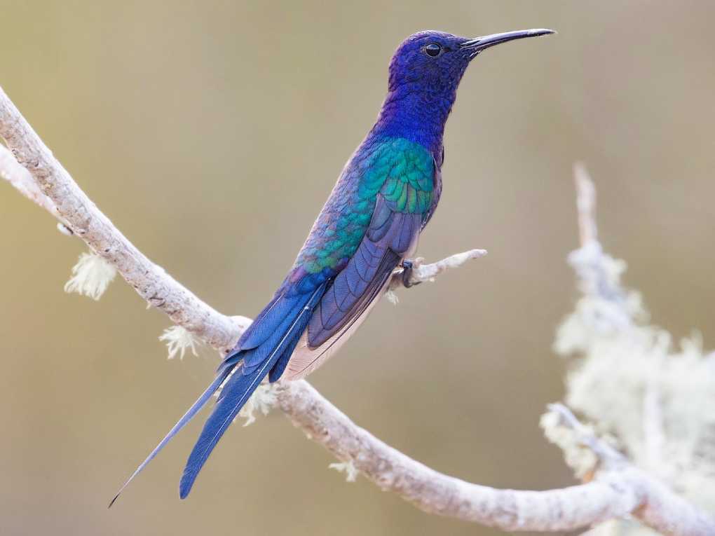 Swallow-tailed Hummingbird