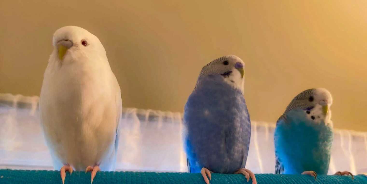 Three Little Birds Sat On My Window X2 Speed