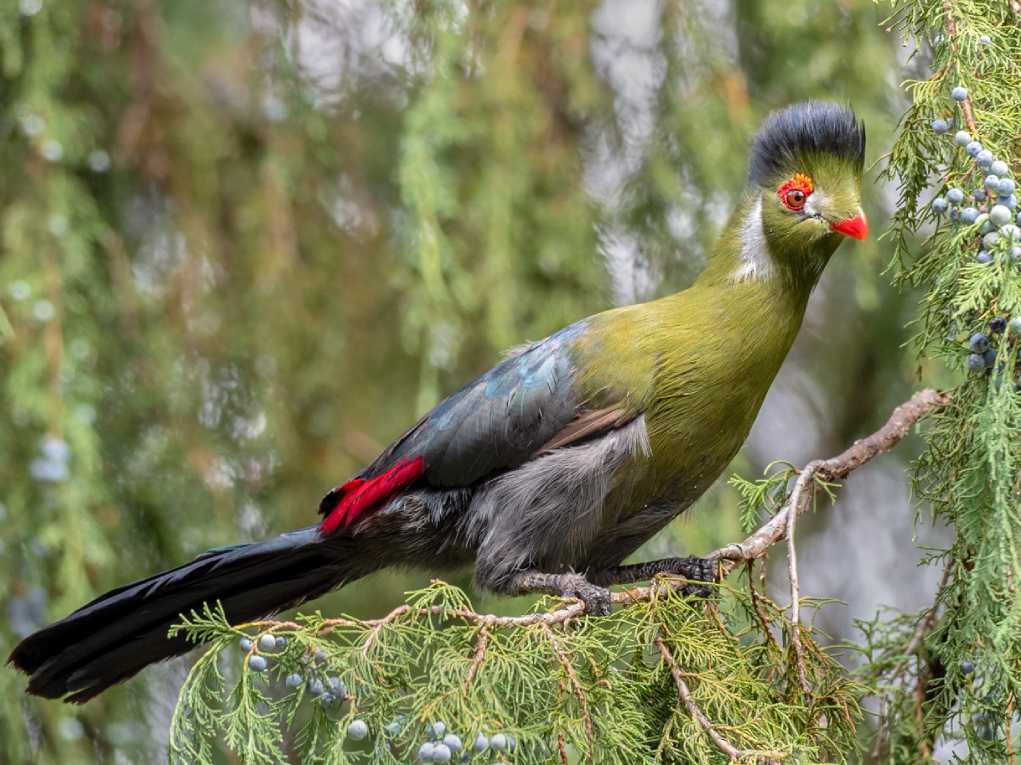 White-cheeked Turaco