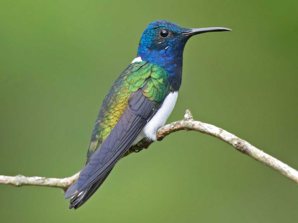 White-necked Jacobin