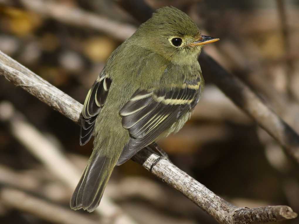 Yellow-bellied Flycatcher