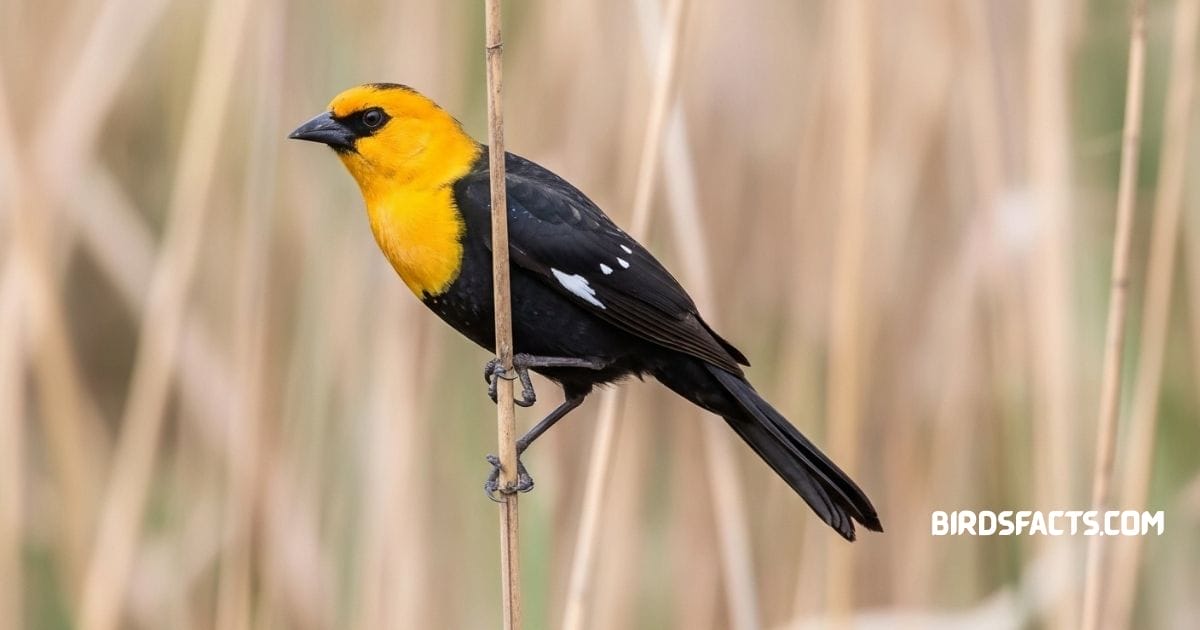 Yellow Headed Blackbird Perched On Reed Showing Bright Yellow Head And Black Body.