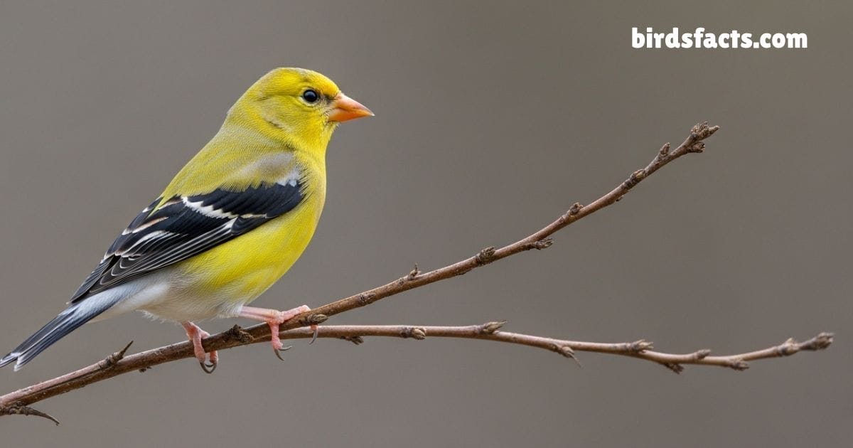 American Goldfinch Perched On Branch Showing Bright Yellow Black Wing Feathers.