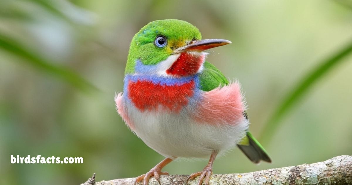 Cuban Tody Perched On Branch Showing Green Red And Yellow Plumage.