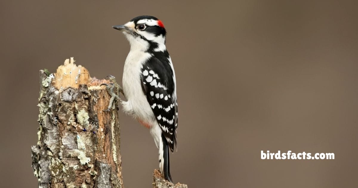 Downy Woodpecker Clinging To Tree Showing Black White Wings And Plumage.