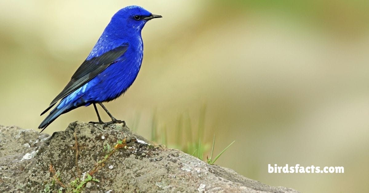 Grandala Perched On Rock Showing Bright Blue Plumage With Dark Wings.