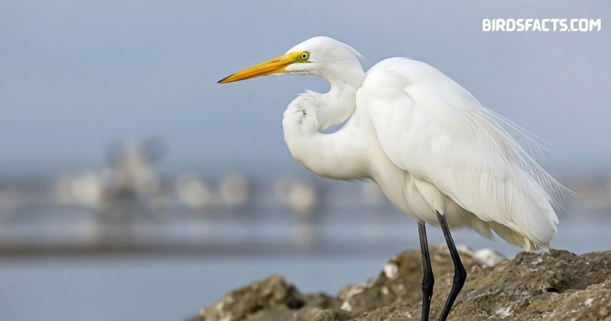 Great egret standing in wetlands with long neck, white plumage, and yellow bill