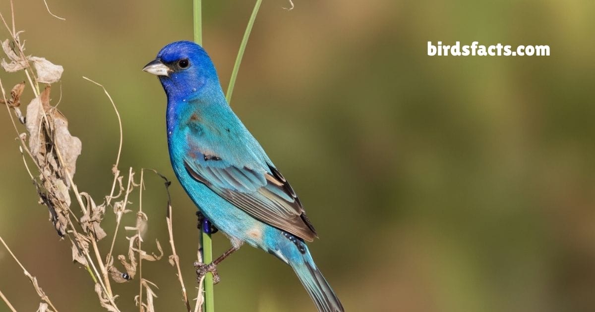 Indigo Bunting Perched On Branch Showing Bright Blue Plumage In Sunlight.