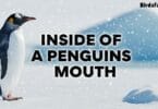 Inside of a Penguins Mouth
