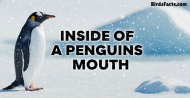 Inside of a Penguins Mouth
