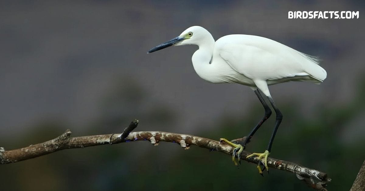 Little egret wading in shallow water with slender black bill and white plumage