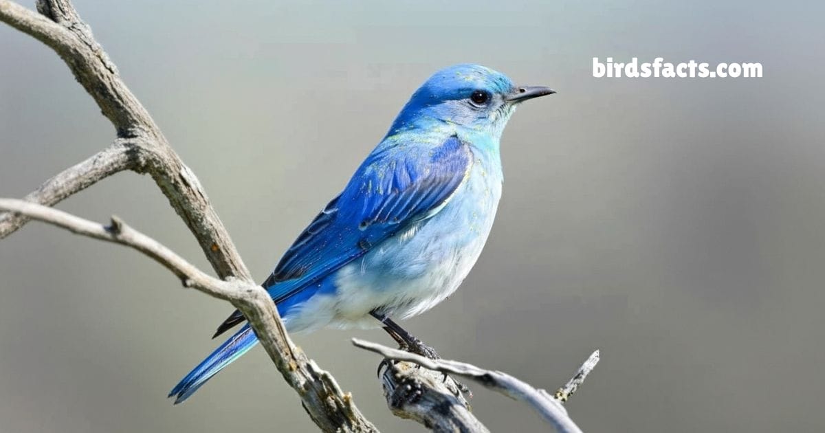 Mountain Bluebird Perched On Fence Showing Bright Blue Plumage In Sunlight.