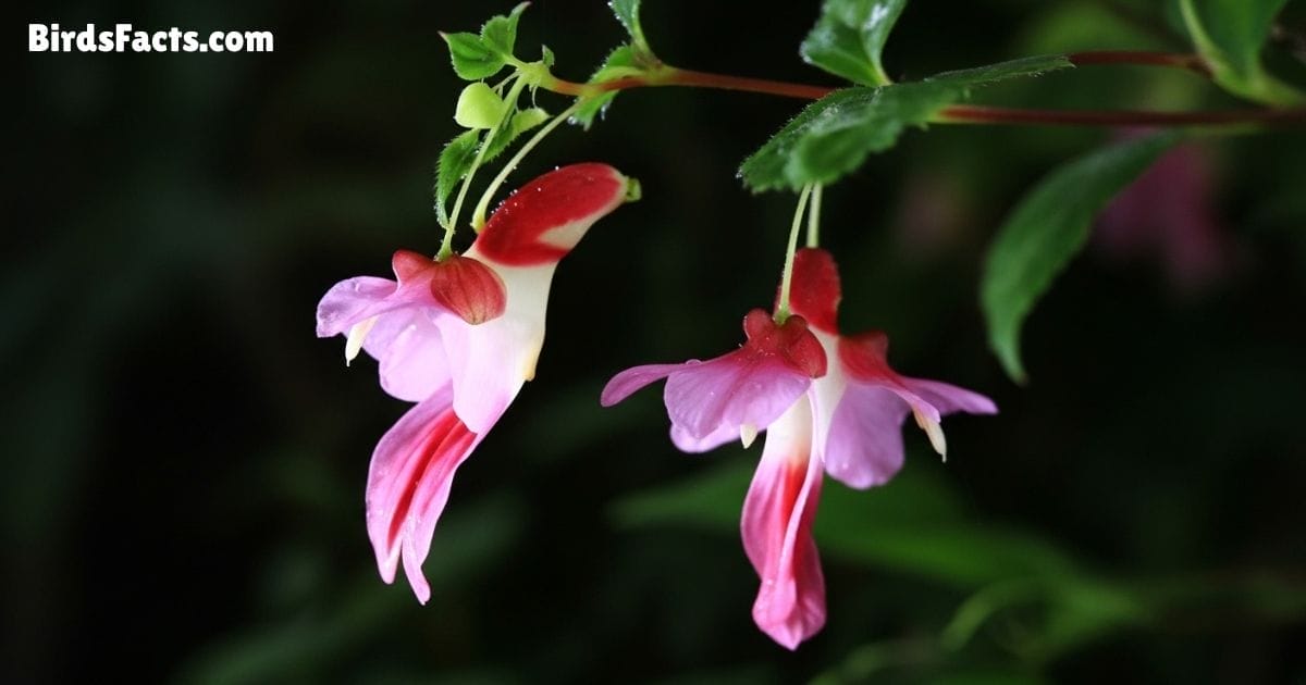 Parrot Flower Bloom Showing Pink And Purple Petals Forming The Shape Of A Flying Parrot With Green Leaves And A Natural Forest Background