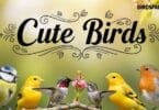 Rare Cute Birds You’ve Probably Never Seen Before