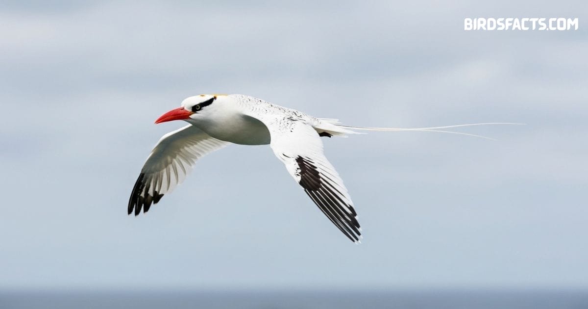 Red-billed tropicbird flying over ocean with long tail streamers and bright red bill
