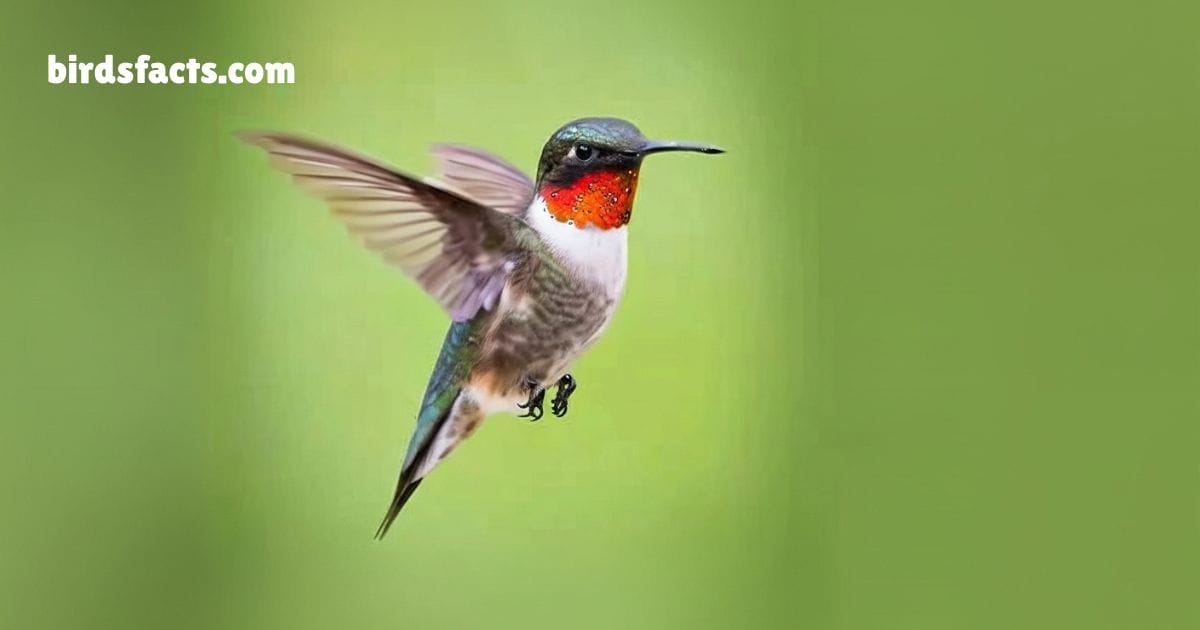 Ruby Throated Hummingbird Hovering Near Flower Showing Green Body And Red Throat.