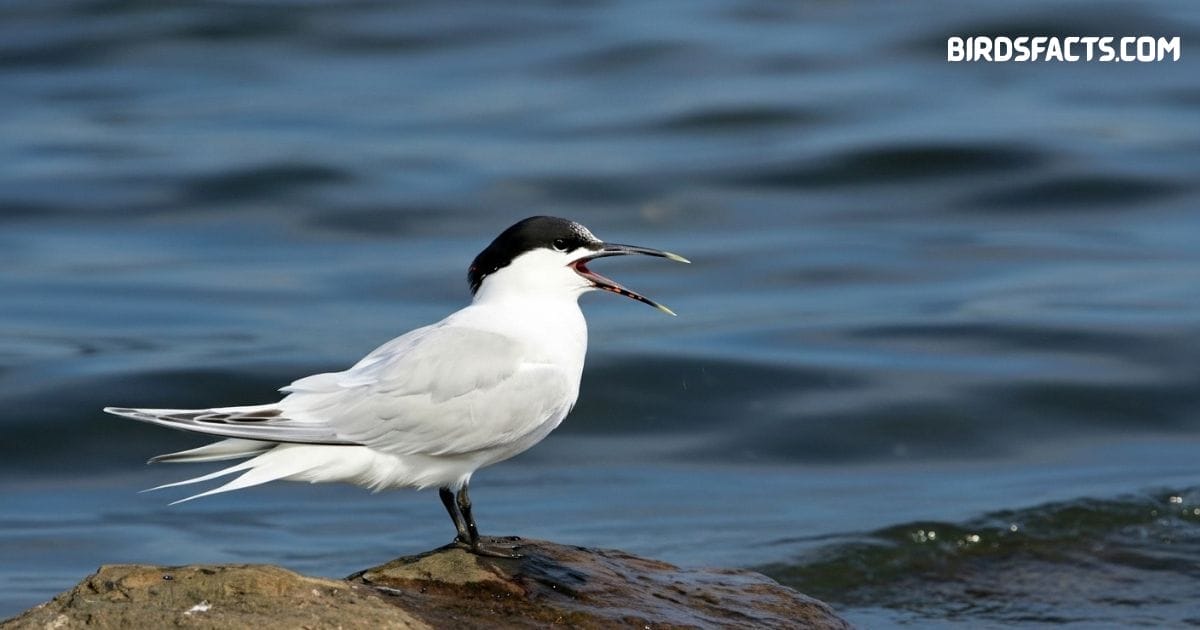 Sandwich tern standing on sandy shore with white body, black cap, and yellow-tipped bill
