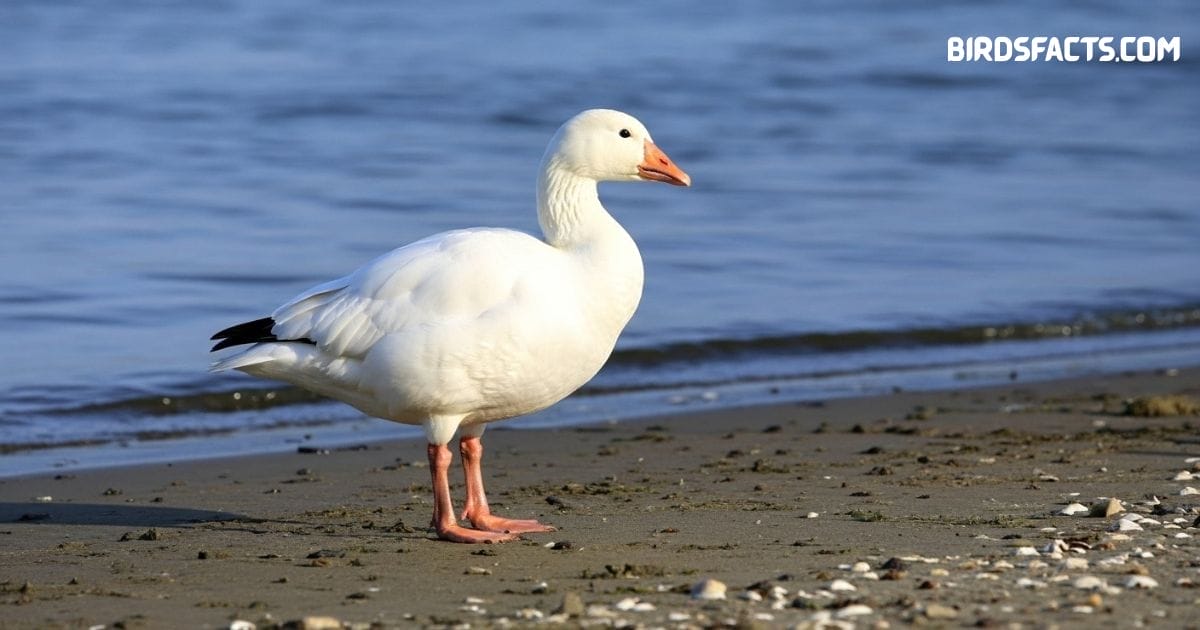 Snow goose standing in open field with white plumage and black wingtips