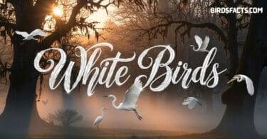Unexpected White Birds You Can See in Your Backyard