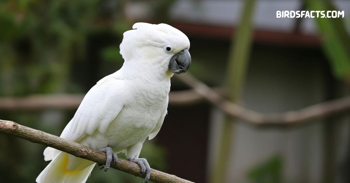White cockatoo perched on branch with white plumage and prominent yellow crest