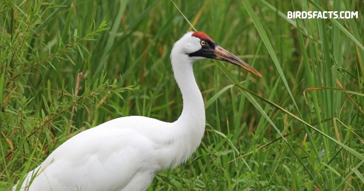 Whooping crane standing in wetland with tall white body, red crown, and black wingtips