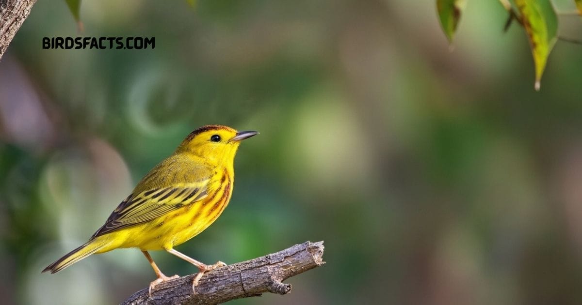 Yellow Warbler Perched On Branch Showing Bright Yellow Plumage In Sunlight.