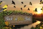 Complete Guide to Identifying Yellow and Black Birds