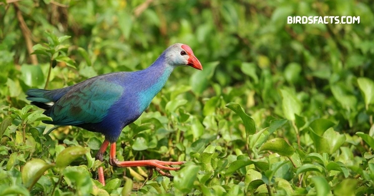 Gray-Headed Swamphen with bright purple-blue body walking near wetland reeds