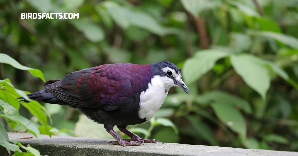 White-breasted ground-dove foraging on forest floor showing white breast and purplish wings