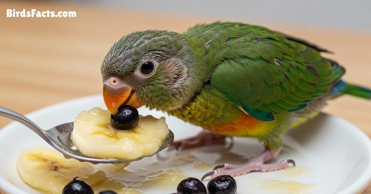 Baby Bird Eating Mashed Banana And Berries As Safe Fruit Food Option Baby Bird Eating Mashed Banana And Berries As Safe Fruit Food Option
