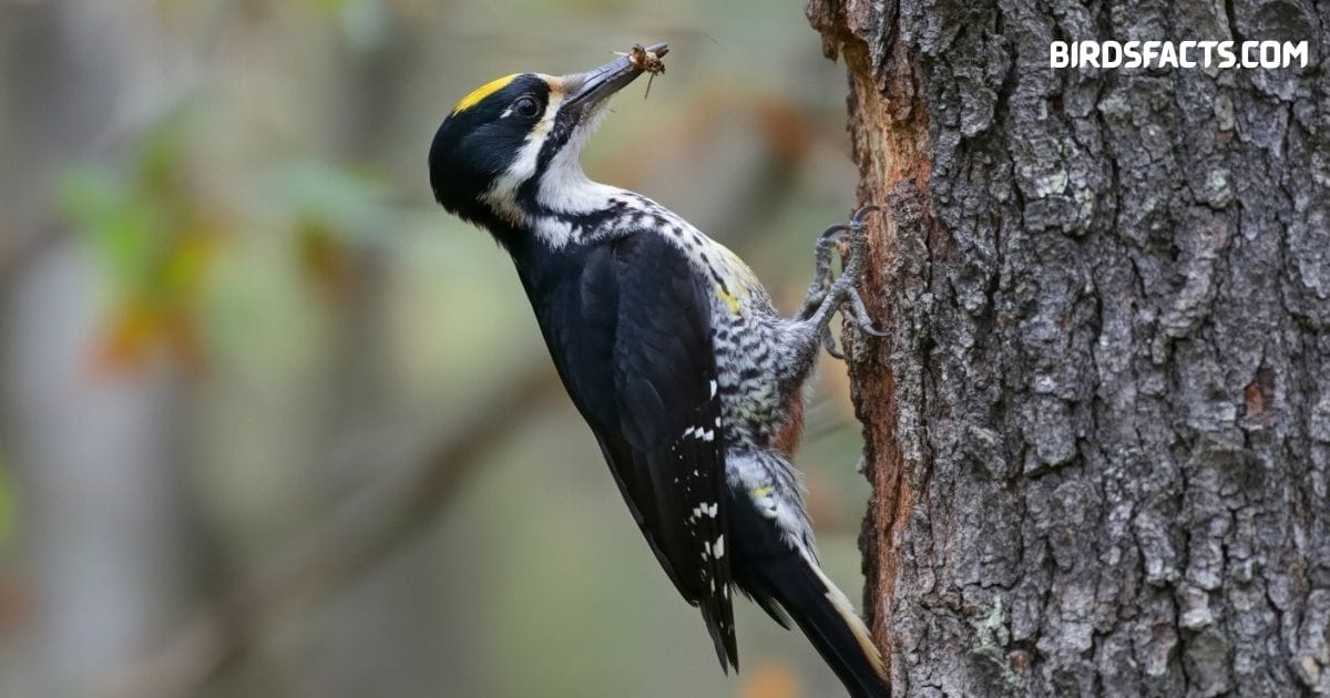 Black-backed woodpecker perched on tree trunk with black back and white underparts