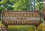 Complete Guide to Woodpeckers-Found-in-North-Dakota: Identification & Habits