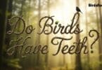 Do Birds Have Teeth?