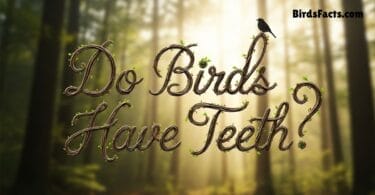 Do Birds Have Teeth?