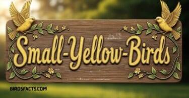 Fascinating Facts About Small-Yellow-Birds You Should Know