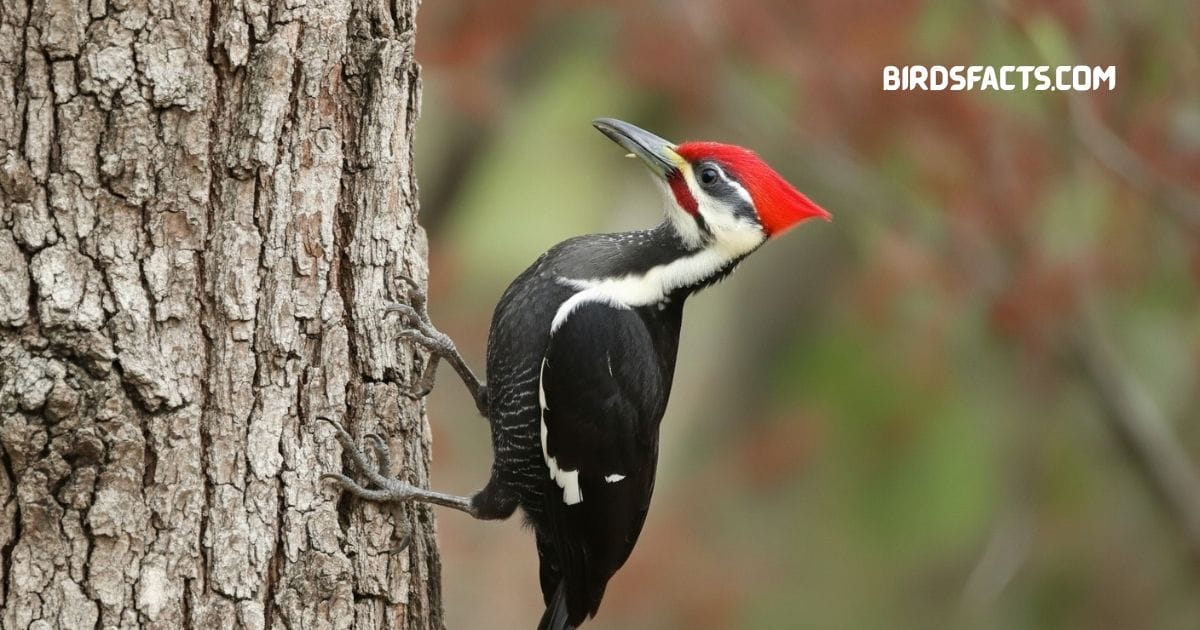 Pileated woodpecker perched on tree trunk with black body, white stripes, and red crest