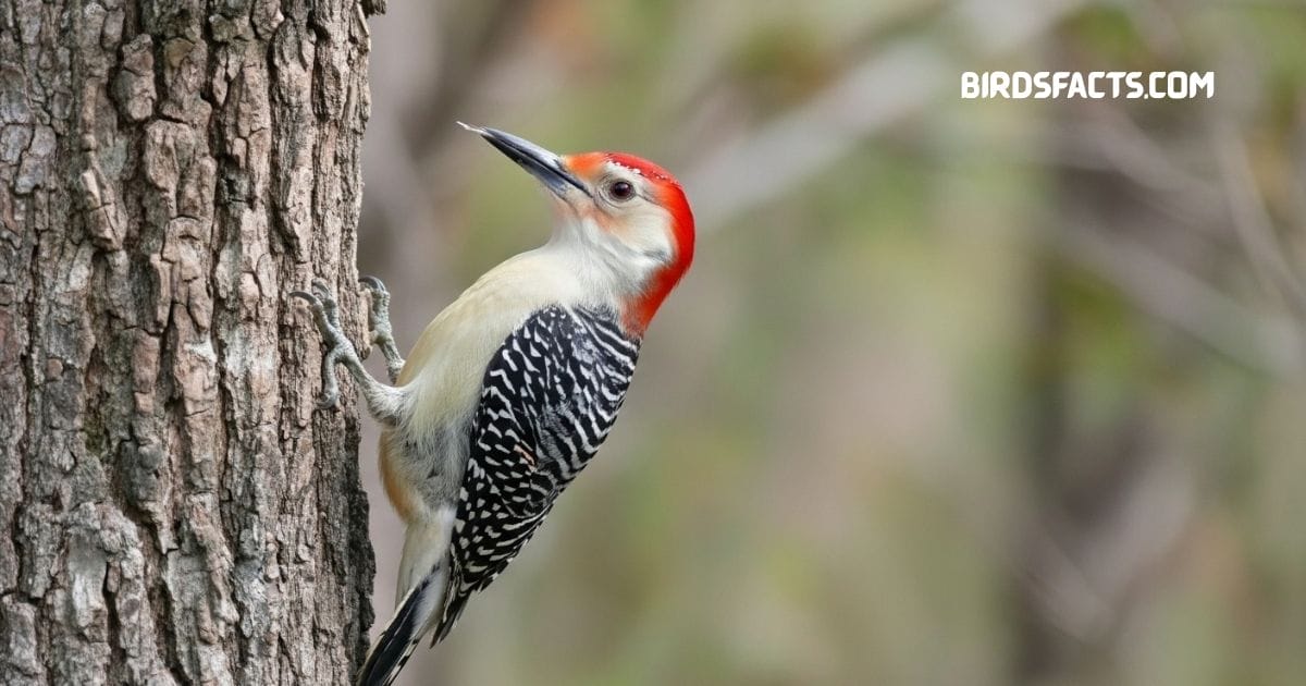 Red-bellied woodpecker clinging to tree trunk with black barred back and red crown