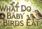 What Do Baby Birds Eat