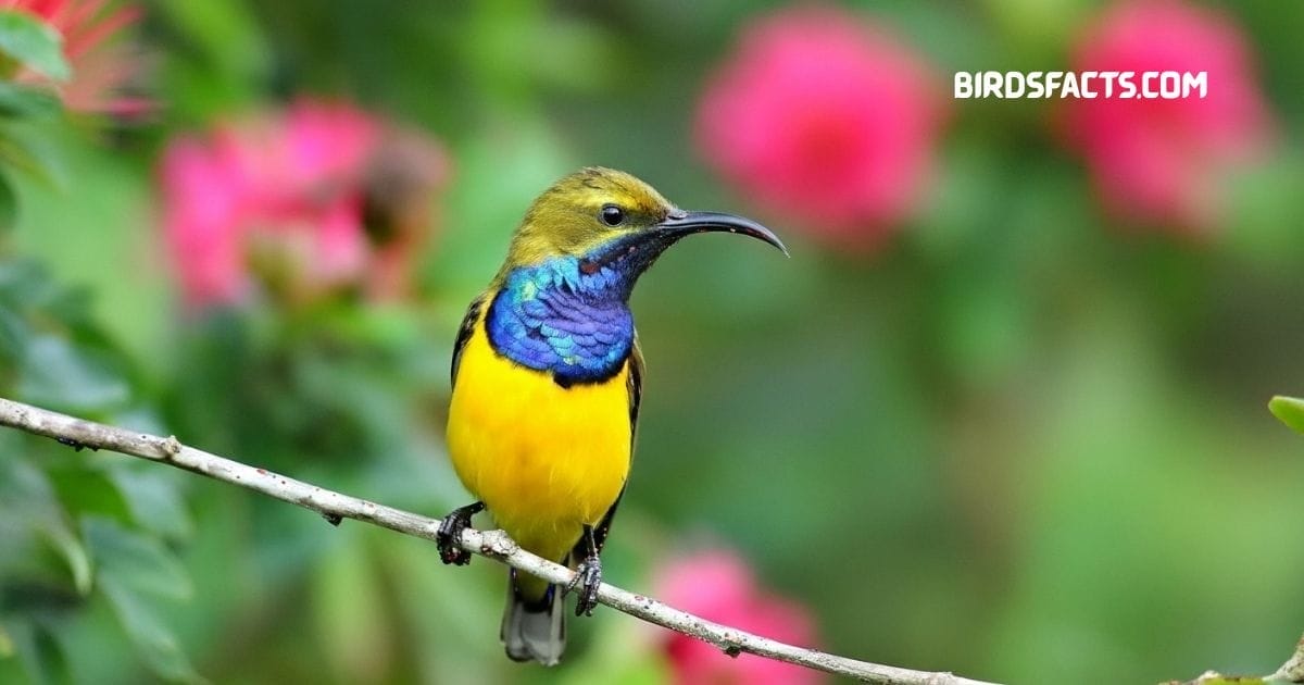 Yellow-bellied sunbird perched on branch with bright yellow belly and metallic green back