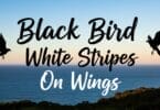 Why the Black Bird White Stripes On Wings Always Catches Attention