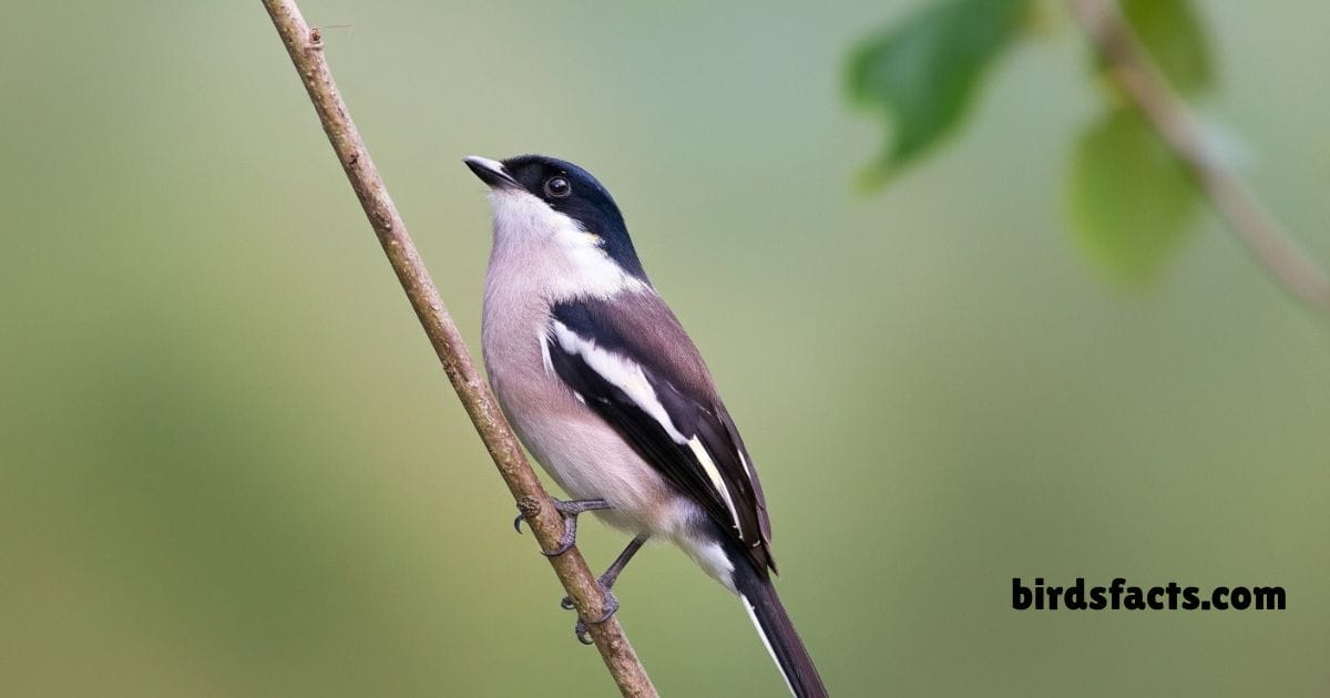 Bar-winged Flycatcher Shrike perched with distinct black and white wings.