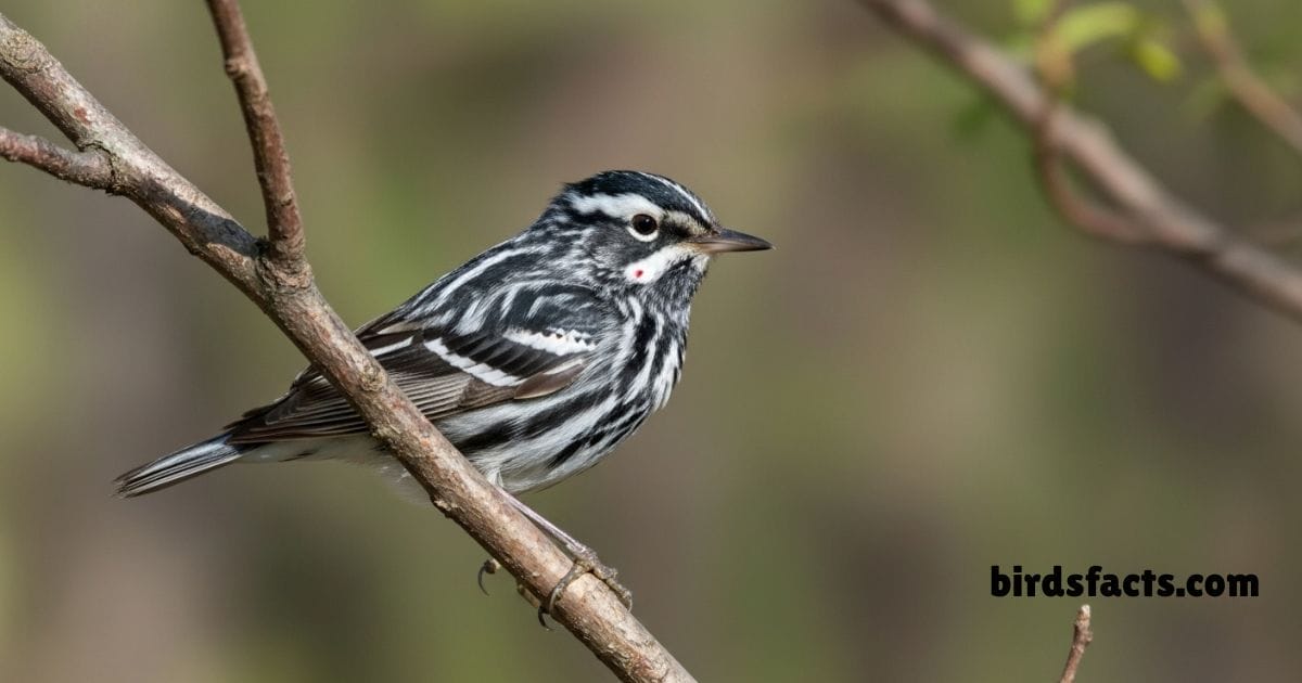 Black and White Warbler creeping along tree bark searching for insects.