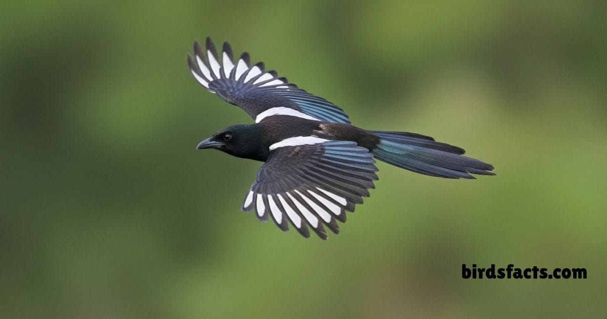 Black-billed Magpie perched on fence showing glossy black and white feathers.